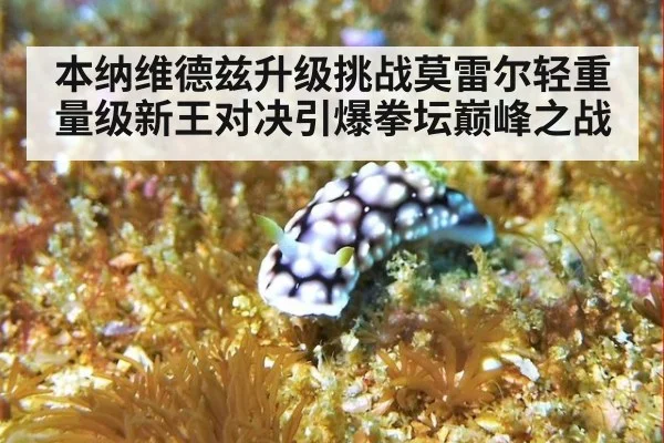 本纳维德兹升级挑战莫雷尔轻重量级新王对决引爆拳坛巅峰之战